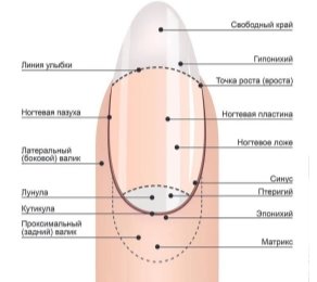 Структура ногтевой пластины в норме