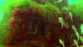 Подводная часть искусственного рифа с обитателями [14]