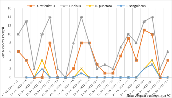 Динамика численности иксодовых клещей во время исследования Краснодара и его окрестностей