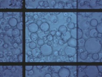 Электронная микрофотография (увеличение 400) ресуспензируемого слоя эмульсии оливкового масла в растворе АмПАВ с концентрацией 1·10–1 моль/л