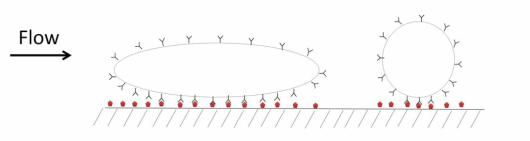 Схема взаимодействия частиц (наностержня, наносферы) со стенкой эндотелия сосудов под действием потока [5].