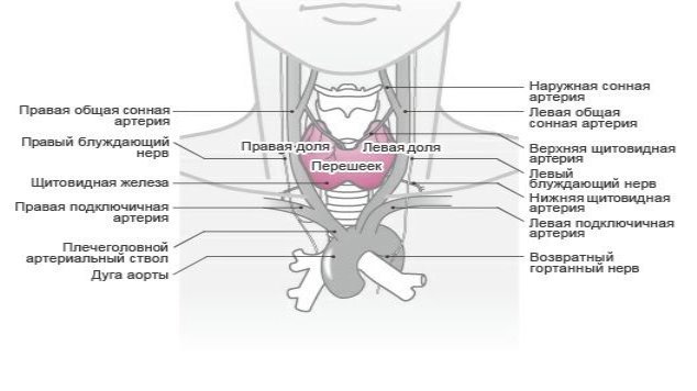 Схема строения щитовидной железы