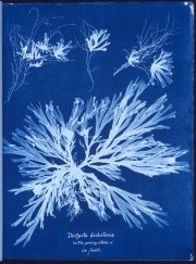 Фотограмма водорослей, сделанная Анной Аткинс в рамках ее книги 1843 года «Фотографии британских водорослей: впечатления от цианотипии»