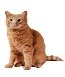 Стерилизация и кастрация кошек в Москве — Ветеринарная клиника «Dr.Vetson»