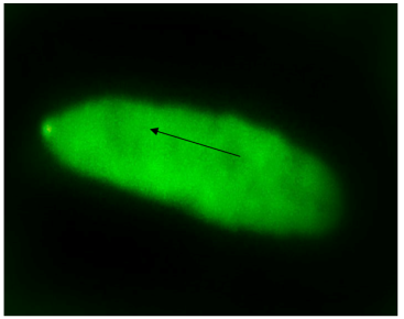 Околополюсное расположение у-хроматина в клетке