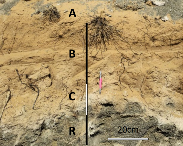 Пример профиля почвы с горизонтами деления
