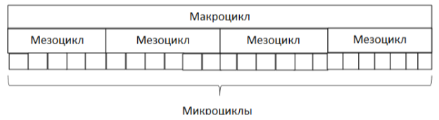 Соотношение понятий макроцикл, мезоцикл, микроцикл