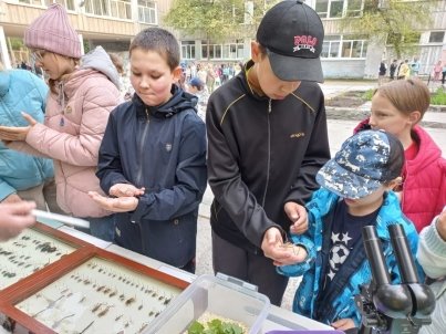 Передвижная выставка «Микромир насекомых»