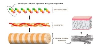 Уровни структурной организации коллагена