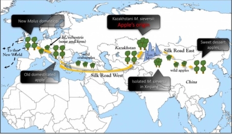 Карта распространения яблок по маршруту Шёлкового пути
