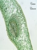 Лист камелии, фото сделано при помощи
цифрового микроскопа, автор Евсеева Элеонора