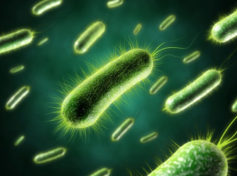 аэробные бактерии