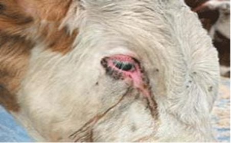 Профилактика и лечение телязиоза крупного рогатого скота