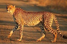 Cheetah Kruger.jpg
