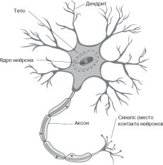 Биология 8 класс строение нейрона рисунок