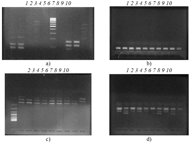 Электрофореграмма результата ПЦР генов Lactobacillus: a)1 — L. casei (casei/Y2, 290 п.н.); 2 — L. paracasei (casei/Y2, 290 п.н.); 8, 9 — L. rhamnosus (rham/Y2, 290 п.н.); b) 1–10 L. rhamnosus (rham/Y2, 290 п.н.); c) 2–10 L. paracasei (RP 850 п.н.); d) 1–10 L. rhamnosus (RD 550 п.н.)