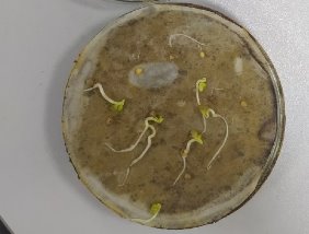 Семена горчицы белой (Sinapis alba) в исследуемой почве