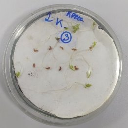 Семена кресс - салата (Lepidium Sativum) в контроле