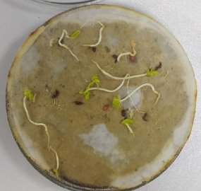 Семена кресс - салат (Lepidium Sativum) в контроле