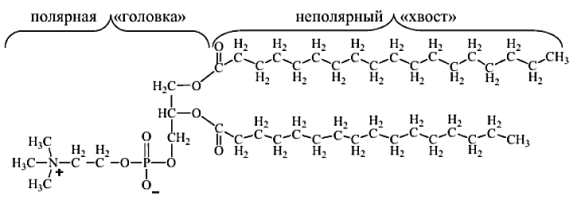 Химическое строение фосфатидилхолина