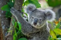 Стало известно, почему коалы едят ядовитые листья - Телеканал «Наука»