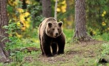 Los últimos reductos del oso pardo en Europa