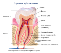 Строение цемента зуба