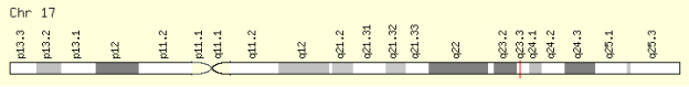 Локализация гена ACE на хромосоме 17 (http://www.genecards.org/)