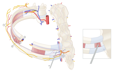 Анатомия межреберного СНП и внутренних грудных сосудов: 1 — латеральная кожная ветвь межреберного нерва, 2 — межреберный СНП, 3 — наружная межреберная мышца, 4 — внутренняя межреберная мышца, 5 — глубокий слой внутренней межреберной мышцы (в котором проходит СНП), 6 — передняя кожная ветвь межреберного нерва