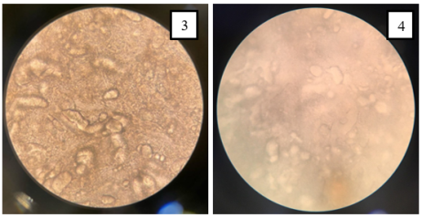Микроскопия образцов соуса Бешамель до (3) и после (4) замораживания, 60 крат