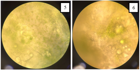 Микроскопия образцов соуса Песто до (5) и после (6) замораживания, 60 крат