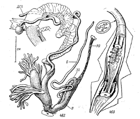 Строение половой системы Helix lucorum [4, с. 14]