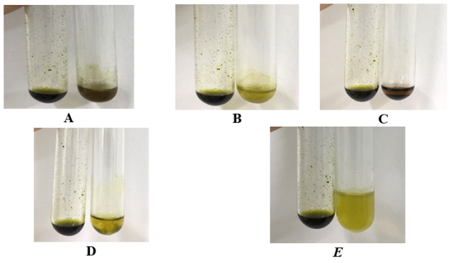 Проверяемые реакции присутствия различных соединений в метанольном экстракте: A — полифенол и таннин; B — флавоноиды; C — терпеноиды; D — кумарин; E — сапонин
