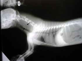 Рентген пищевода собаки с инородным телом