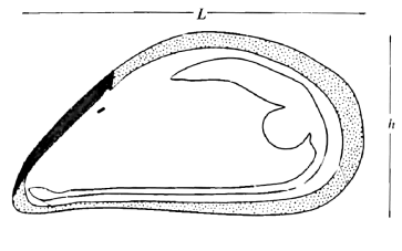 Схема измерений линейных характеристик мидии Mytilus galloprovincialis