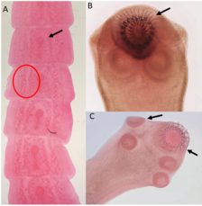 Примеры окрашенных образцов могут быть относительно легко дифференцированы. (A. a зрелый сегмент Mesocestoides spp., B. крючки Taenia spp., C. сколекс Taenia spp.)