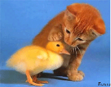 Анимированная открытка Дружба утка и кот