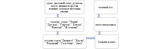 Растения, выращиваемые на основе гидропонной установки.