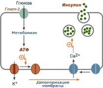 Схема внутриклеточной регуляции синтеза инсулина