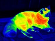 Термограмма (распределение температуры тела) кошки