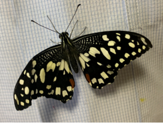 Куколка бабочки Парусник ДемолейРис. 2. Взрослая бабочка Парусник Демолей