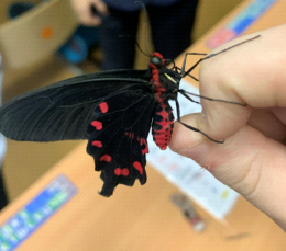 Куколка бабочки Парусник Коцубей Рис. 4. Взрослая бабочка Парусник Коцебу или Кочубей