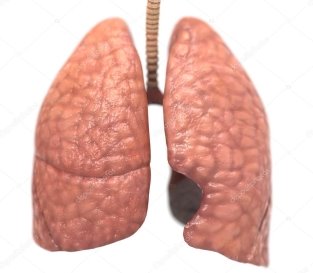 https://st.depositphotos.com/2007325/3676/i/950/depositphotos_36767857-stock-photo-healthy-lungs.jpg