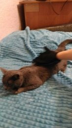 Расчёсывание кошек рукавичкой.