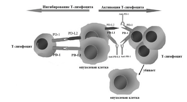 . Механизм работы Анти-PD-1 и Анти-PDL1