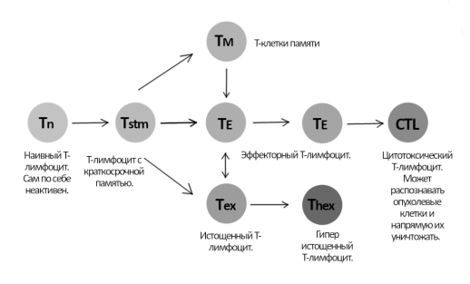 Жизненный цикл Т-лимфоцита