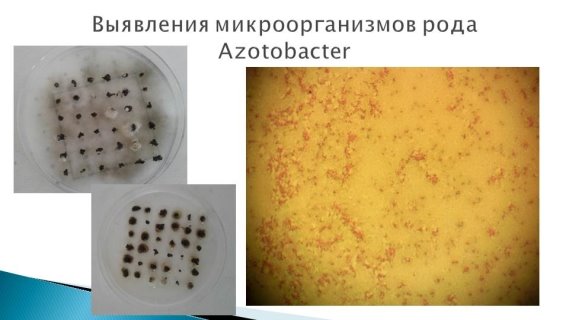 Чашки Петри с посевом и фото колоний р. Azotobacter
