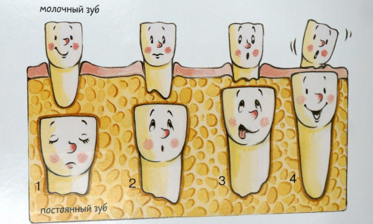 Смена молочных зубов постоянными