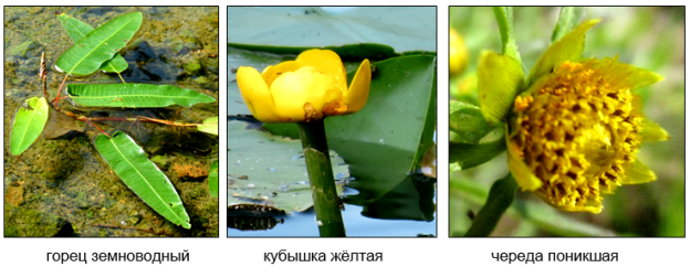 Водные и «болотные» лекарственные растения приозёрных зон