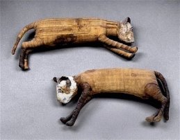 Мумии кошек и древнее захоронение кошек в Египте, обнаруженное при раскопках